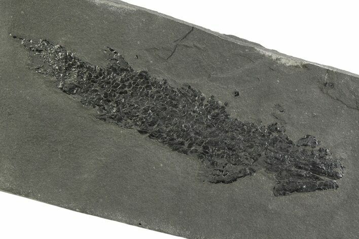 Devonian Lobe-Finned Fish (Osteolepis) Fossil - Scotland #351021